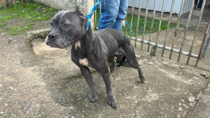 Dois homens são presos em Rio do Sul por maus-tratos a animais e desacato