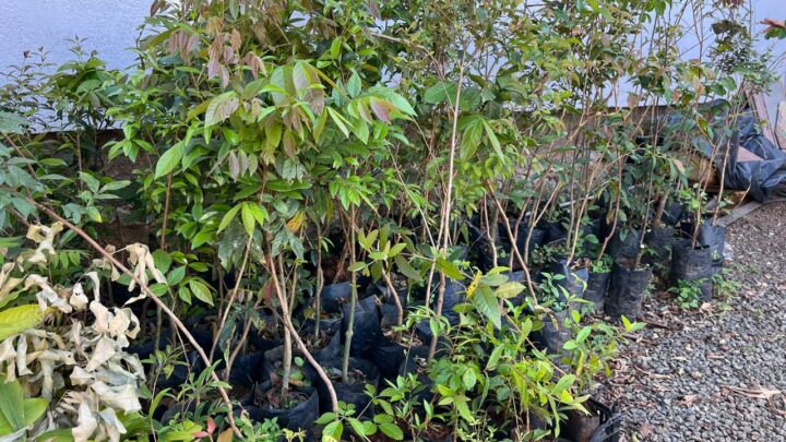 Xanxerê incentiva arborização com doação de mudas nativas no Ecoparque