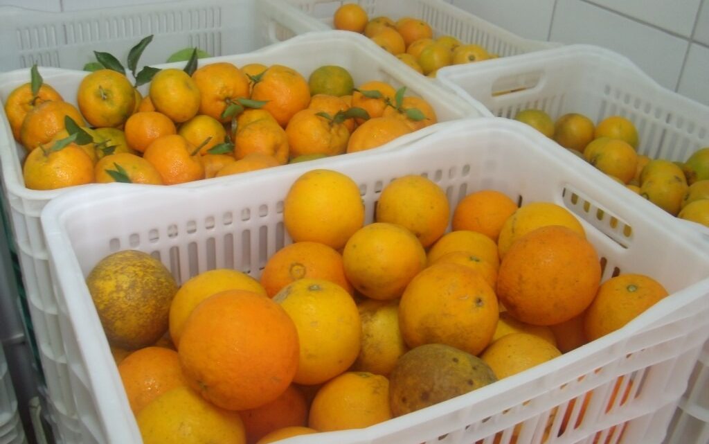 Prefeitura de Chapecó realiza cadastramento para Programa de Aquisição de Alimentos Indígena Prefeitura de Chapecó realiza cadastramento para Programa de Aquisição de Alimentos Indígena