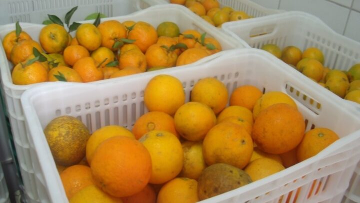 Prefeitura de Chapecó realiza cadastramento para Programa de Aquisição de Alimentos Indígena