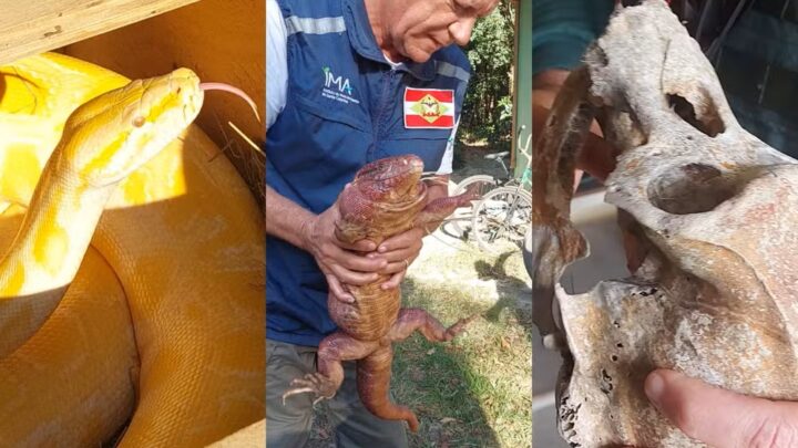 Cobra píton, aves em risco de extinção e crânio de chimpanzé são apreendidos em operação em SC
