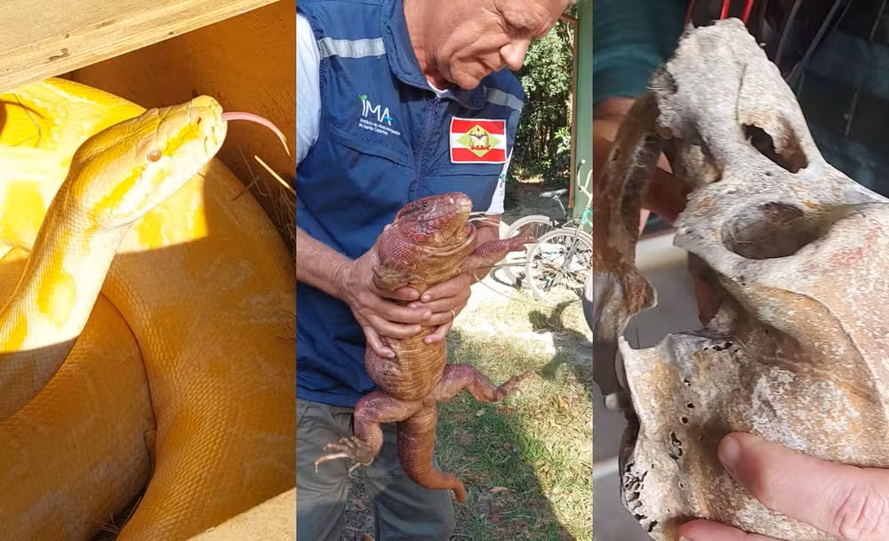 Cobra píton, aves em risco de extinção e crânio de chimpanzé são apreendidos em operação em SC