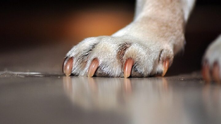 Crueldade: homem é preso após atirar em cão em Guaramirim