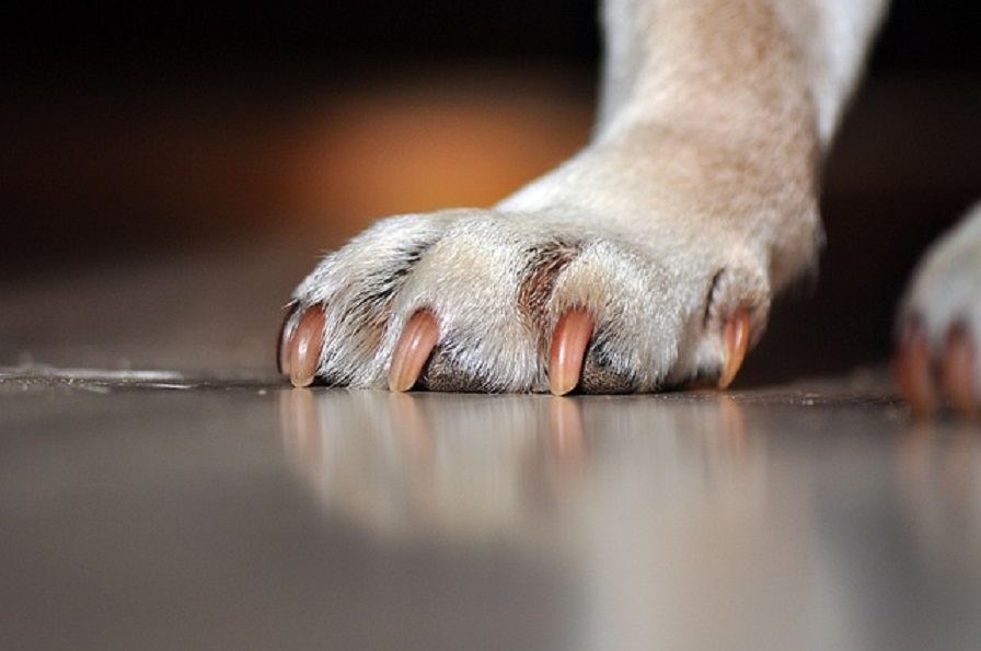 Crueldade: homem é preso após atirar em cão em Guaramirim Crueldade: homem é preso após atirar em cão em Guaramirim