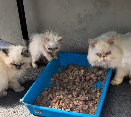 Mais de 40 gatos persas são resgatados de gatil clandestino em SC