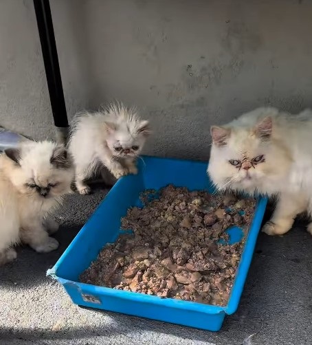 Mais de 40 gatos persas são resgatados de gatil clandestino em SC Mais de 40 gatos persas são resgatados de gatil clandestino em SC