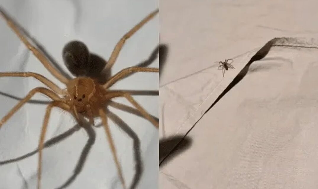 Mulher é internada após ser picada por aranha-marrom em SC Mulher é internada após ser picada por aranha-marrom em SC
