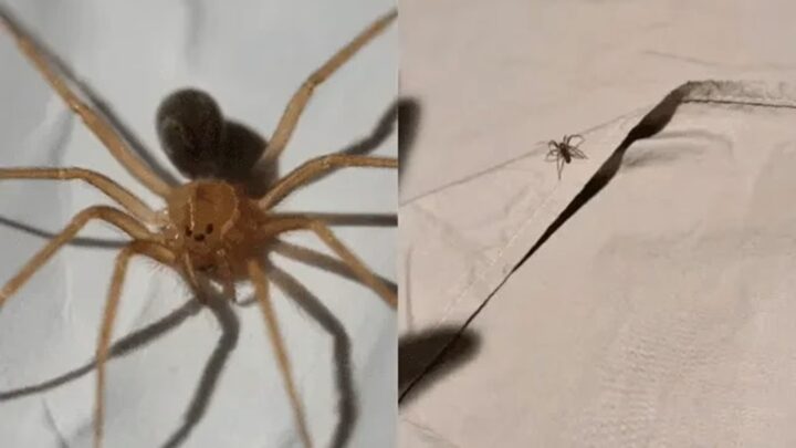 Mulher é internada após ser picada por aranha-marrom em SC