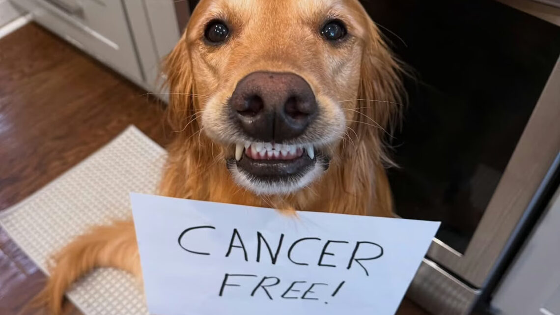 Cachorro famoso na web vence câncer e emociona internautas Cachorro famoso na web vence câncer e emociona internautas