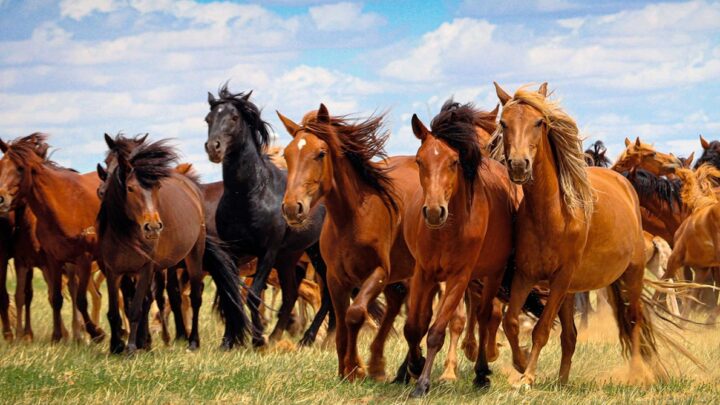 Contaminação inédita em ração mata 245 cavalos, afirma Mapa