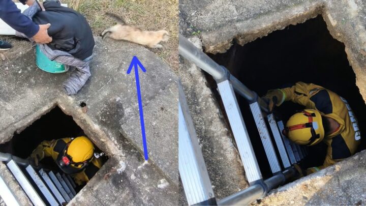 Gato é resgatado de poço em Curitibanos após queda de 5 metros