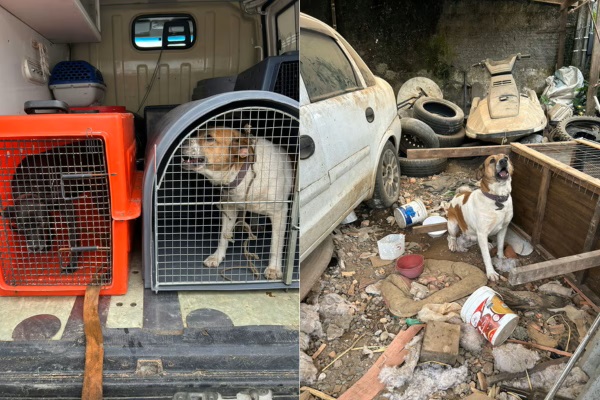 Idoso abandona cachorras na rua e é preso em Joinville: “Não queria mais”