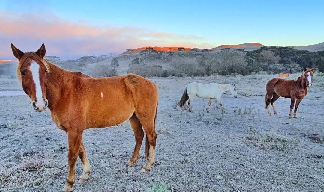Serra Catarinense amanhece com temperaturas negativas e sensação térmica de -25°C; veja as imagens