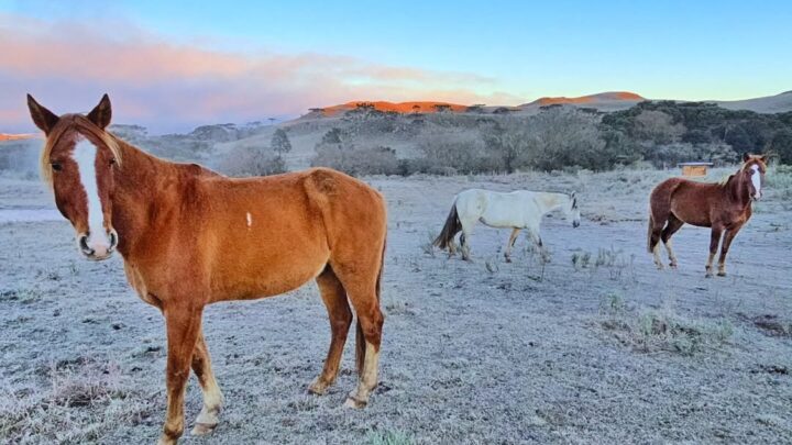 Serra Catarinense amanhece com temperaturas negativas e sensação térmica de -25°C; veja as imagens