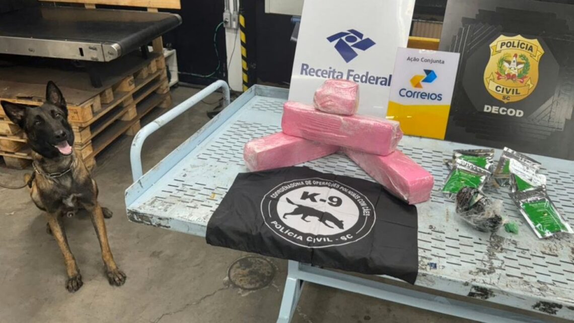 Polícia Civil de SC apreende drogas que seriam enviadas pelo correio Polícia Civil de SC apreende drogas que seriam enviadas pelo correio