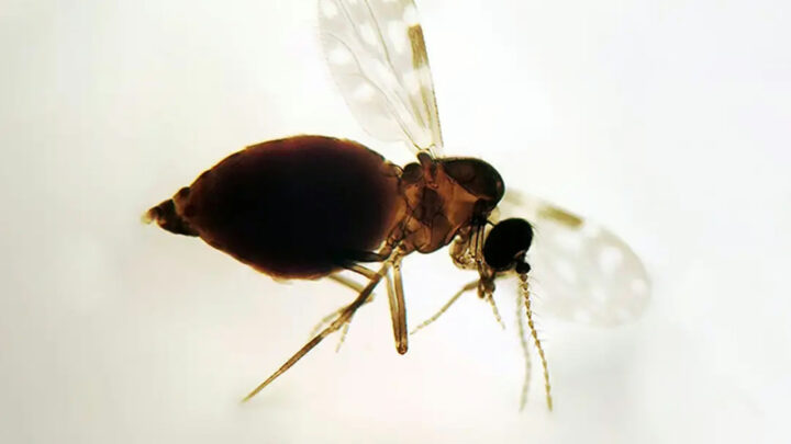 Brasil ultrapassa 11 mil casos de febre oropouche; doença já chegou a 18 estados