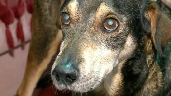“É amor incondicional”: cão perdido durante enchente em Canoas volta para casa após um ano