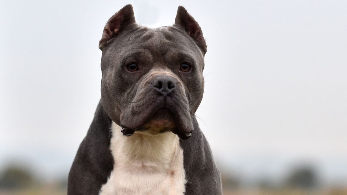 Decreto em SC restringe criação e circulação de pit bulls e outras 10 raças Decreto em SC restringe criação e circulação de pit bulls e outras 10 raças