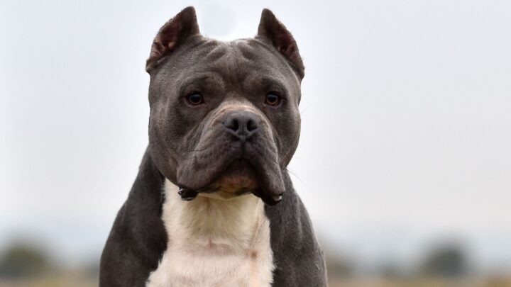 Decreto em SC restringe criação e circulação de pit bulls e outras 10 raças