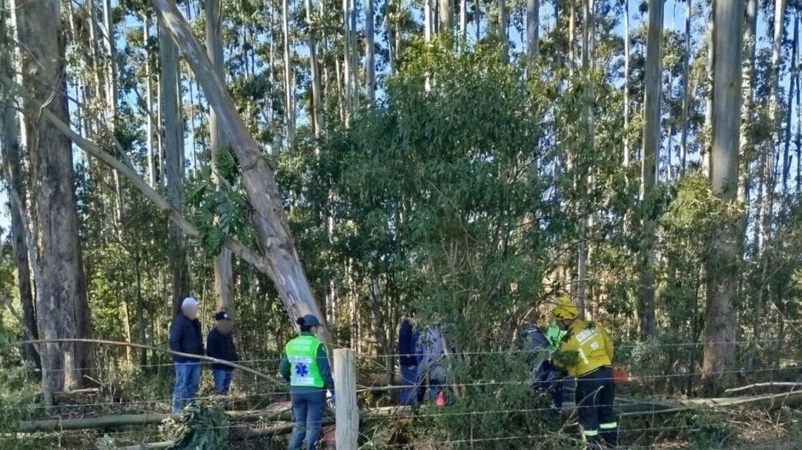 Idoso morre após ser prensado por árvores durante vendaval em SC Idoso morre após ser prensado por árvores durante vendaval em SC