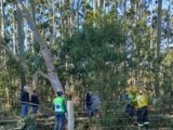 Idoso morre após ser prensado por árvores durante vendaval em SC