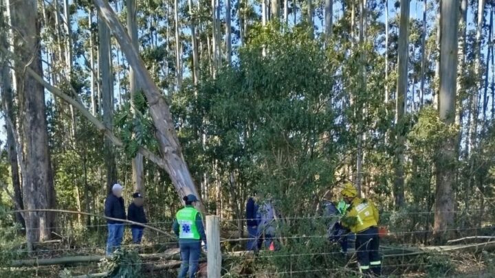 Idoso morre após ser prensado por árvores durante vendaval em SC