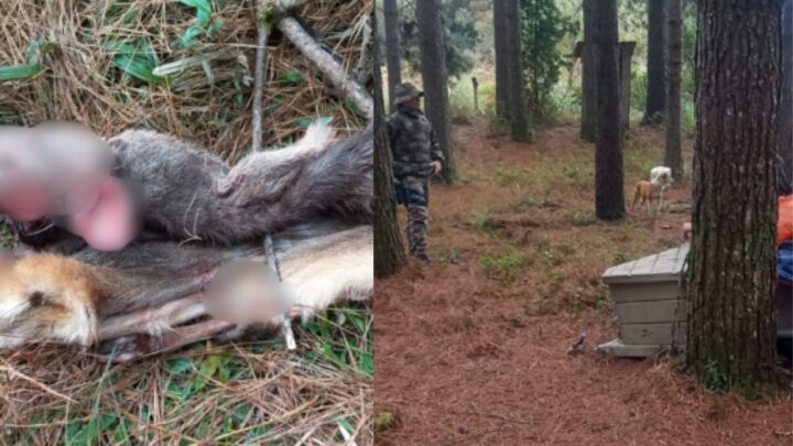 Polícia Militar Ambiental flagra caça ilegal de veado-campeiro na Serra Catarinense