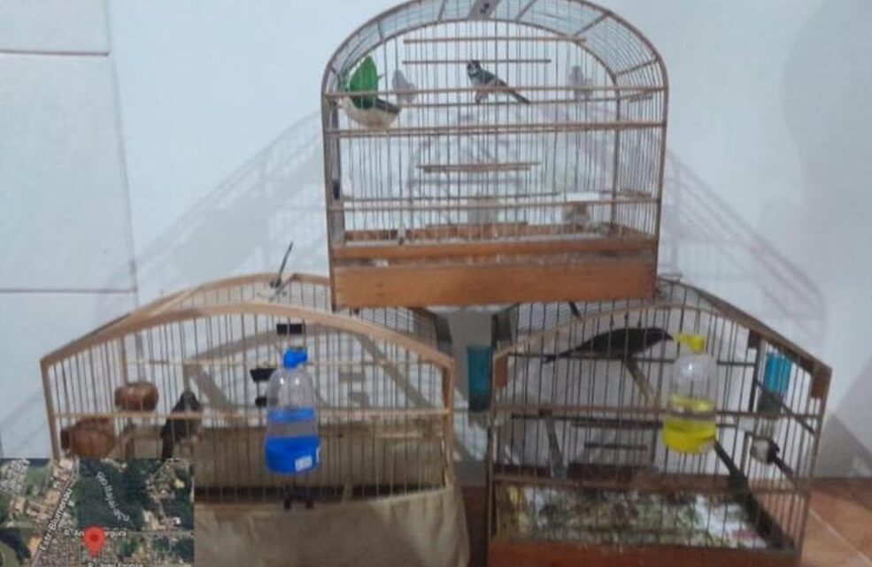 Casal é preso por tráfico de drogas, abandono de incapaz e crime ambiental em Rio do Sul Casal é preso por tráfico de drogas, abandono de incapaz e crime ambiental em Rio do Sul