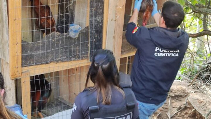 Polícia Civil realiza operação contra rinha de galos e homem é conduzido em flagrante