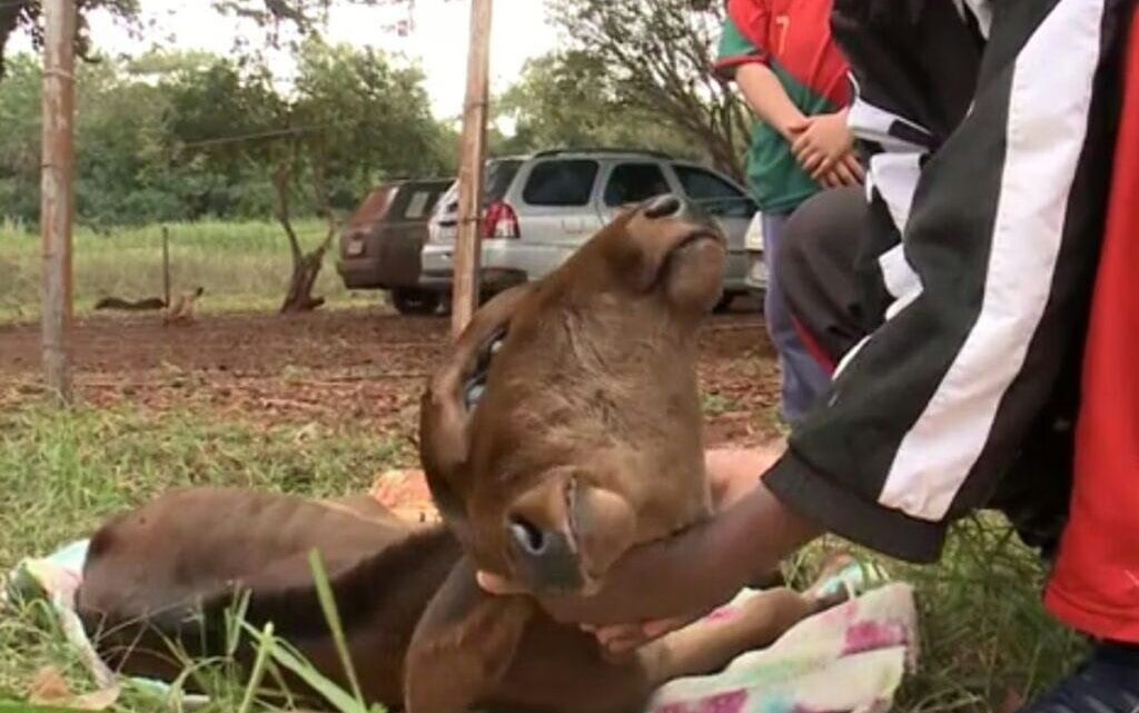 Bezerra com duas cabeças nasce em propriedade rural; veja imagens
