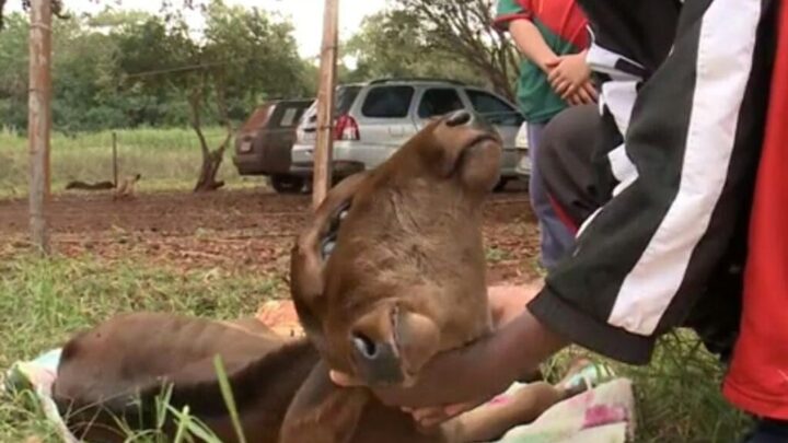 Bezerra com duas cabeças nasce em propriedade rural; veja imagens