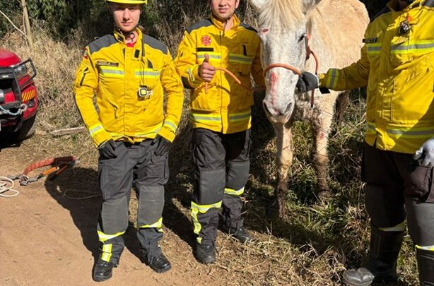 Bombeiros resgatam cavalo atolado em terreno lodoso no interior de Ponte Serrada