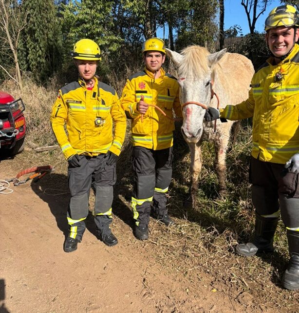 Bombeiros resgatam cavalo atolado em terreno lodoso no interior de Ponte Serrada Bombeiros resgatam cavalo atolado em terreno lodoso no interior de Ponte Serrada