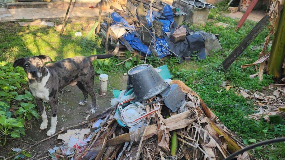 Polícia Civil prende mulher em flagrante por maus-tratos a cão abandonado em SC; veja as imagens Polícia Civil prende mulher em flagrante por maus-tratos a cão abandonado em SC; veja as imagens