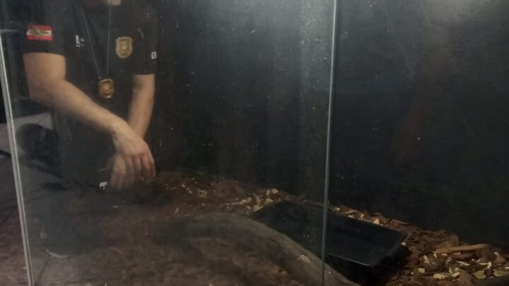 Polícia Civil resgata animal silvestre em cativeiro em SC