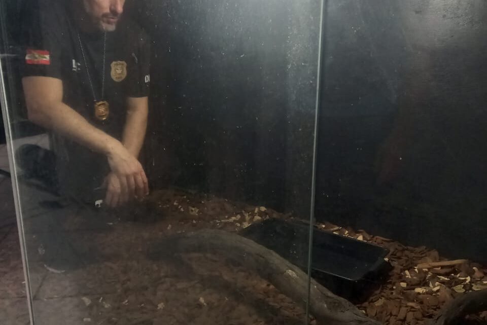 Polícia Civil resgata animal silvestre em cativeiro em SC