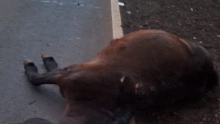 Atropelamento de cavalo deixa duas pessoas feridas na SC-283 em Planalto Alegre