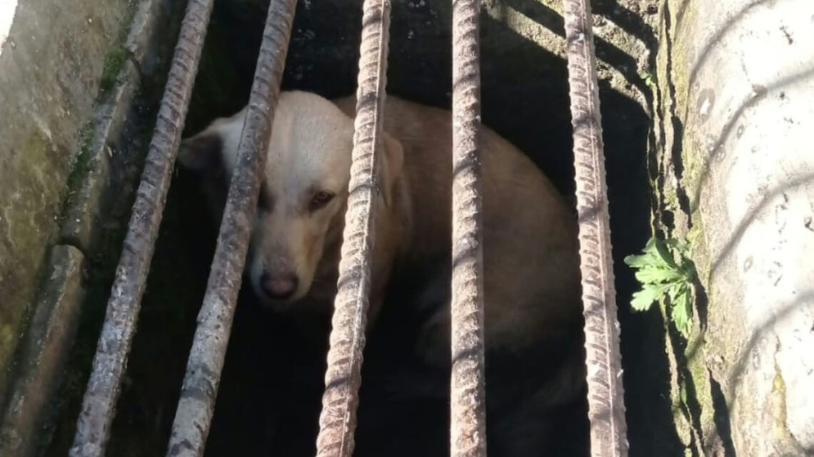 Bombeiros salvam cachorro preso em bueiro em SC; veja onde Bombeiros salvam cachorro preso em bueiro em SC; veja onde