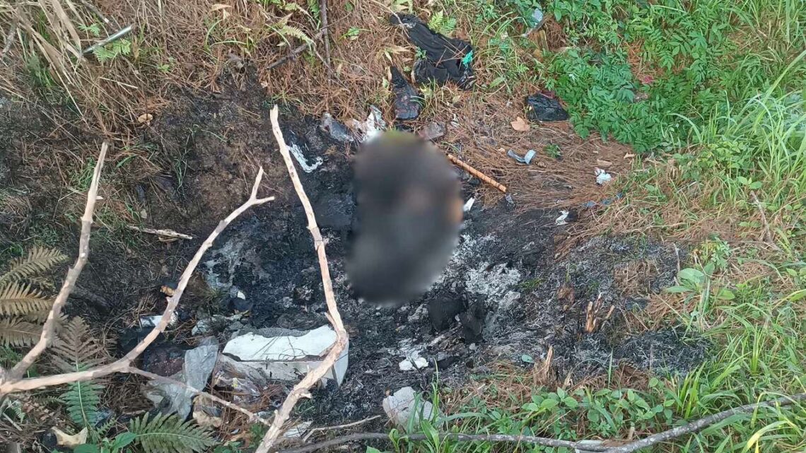 Cachorro morre queimado e chamas atingem vegetação em SC Cachorro morre queimado e chamas atingem vegetação em SC