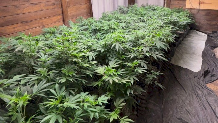 Mais de 600 pés de maconha são apreendidos dentro de uma residência em SC