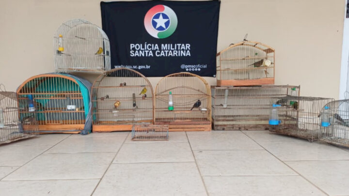 Aves mantidas em cativeiro são resgatadas em São José do Cerrito