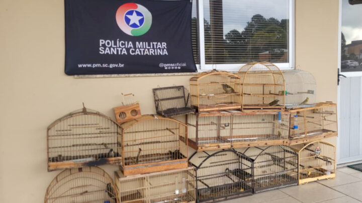 Pássaros mantidos em cativeiro são resgatados em Lages
