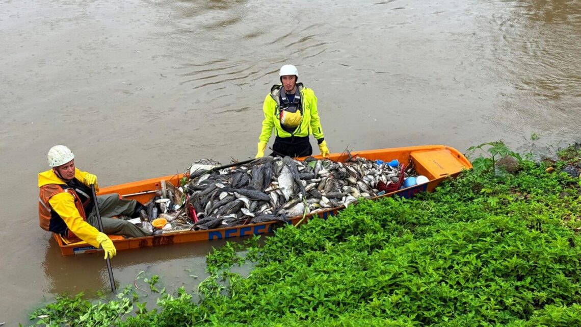 Após contaminação, cerca de 2 toneladas de peixes mortos são retiradas de rio em SC Após contaminação, cerca de 2 toneladas de peixes mortos são retiradas de rio em SC