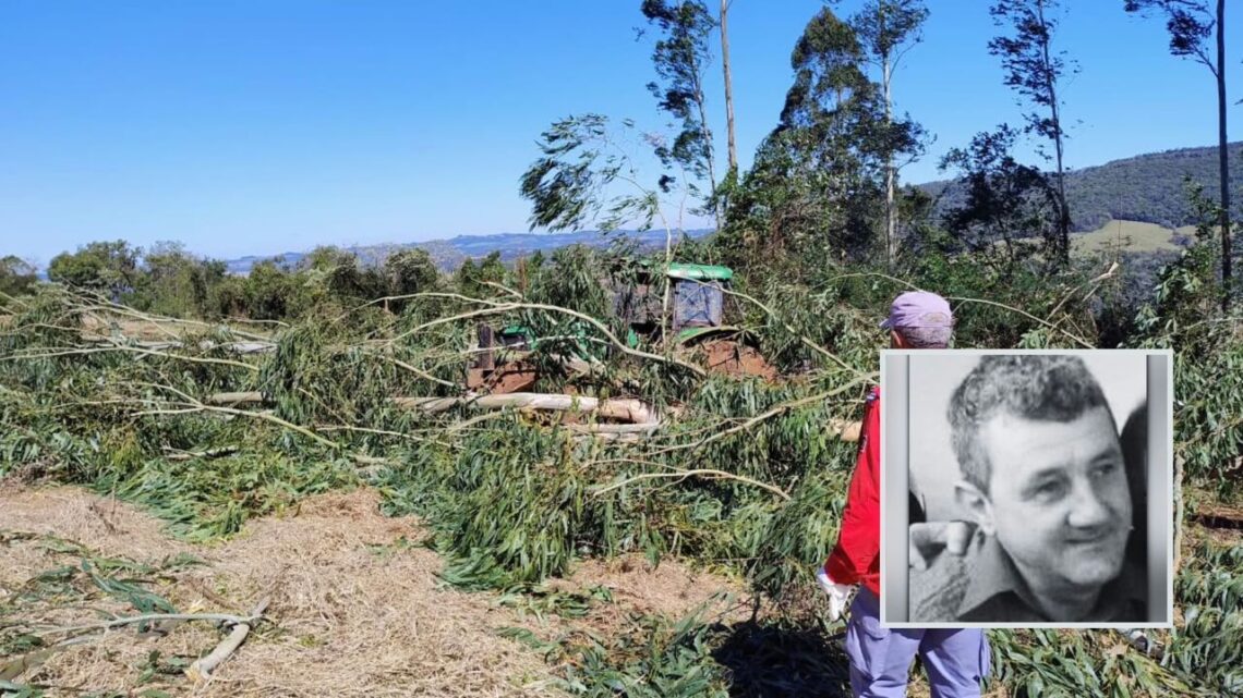 Árvore é derrubada, cai e mata idoso no interior de SC Árvore é derrubada, cai e mata idoso no interior de SC