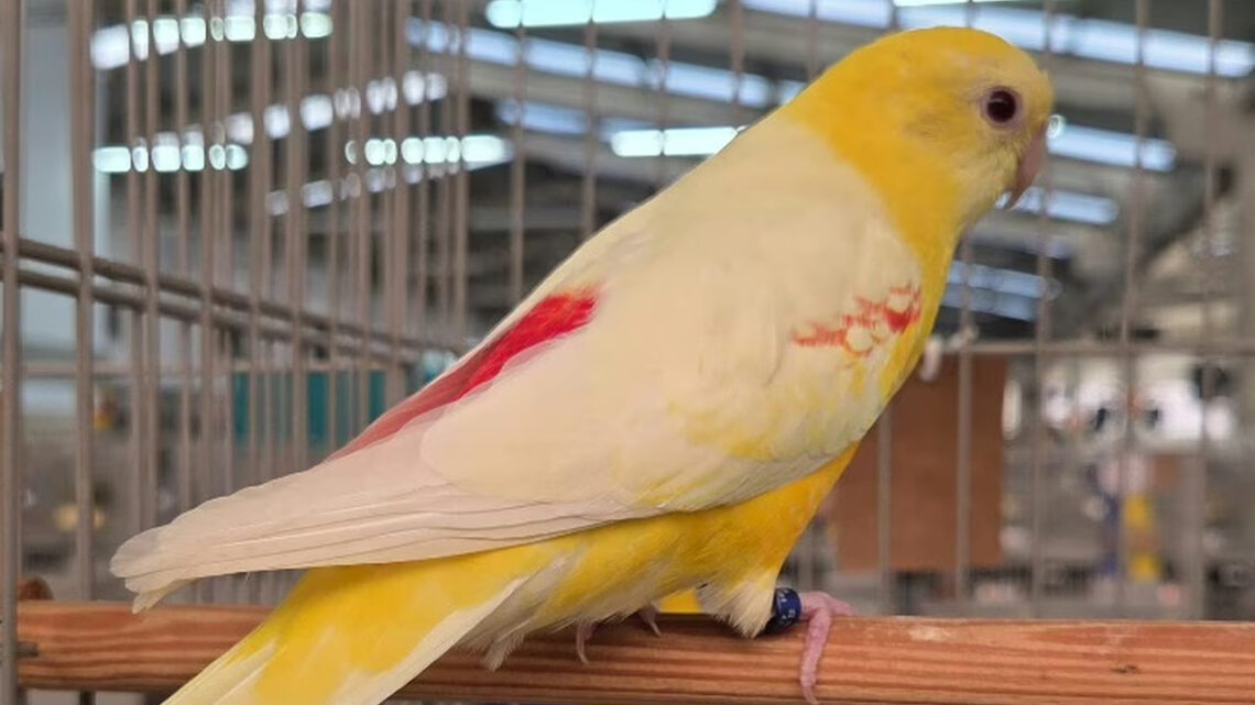 Chapecó recebe 34ª Feira de Pássaros e Flores