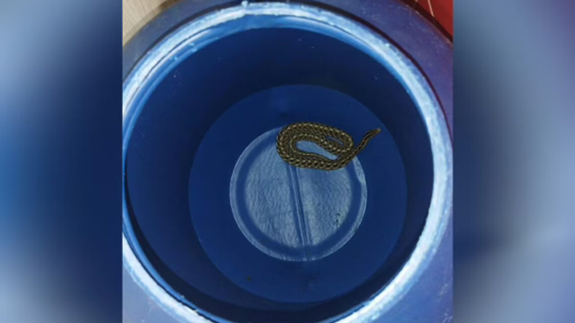 Cobra é encontrada nos fundos de casa em SC Cobra é encontrada nos fundos de casa em SC