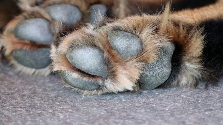 Homem que mandou matar cachorra a pauladas é condenado em SC