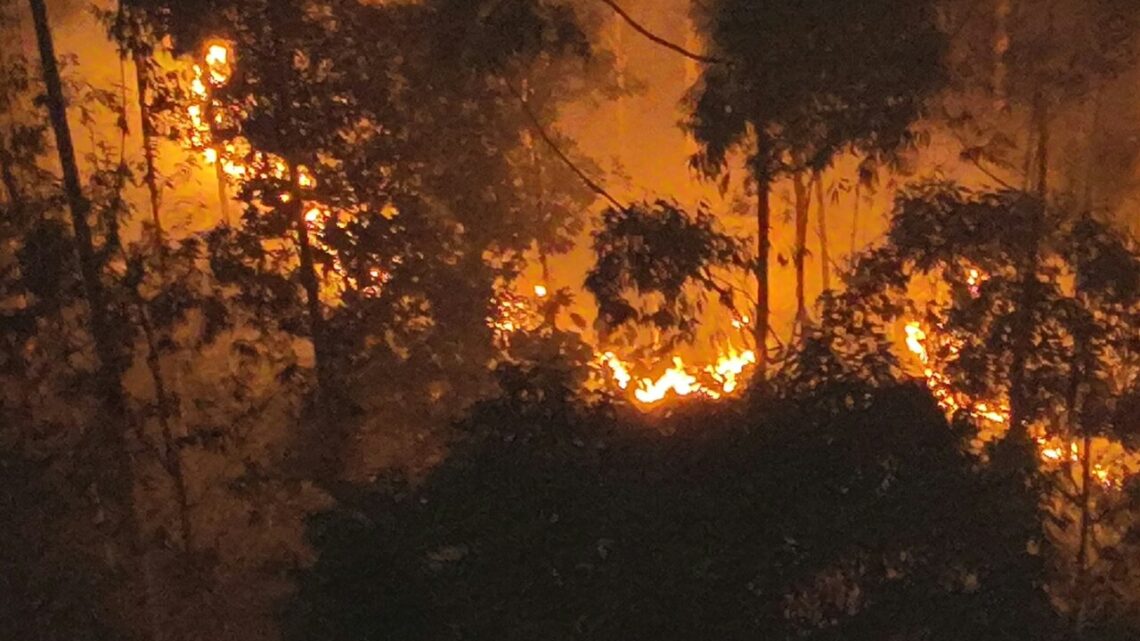 Incêndio de grandes proporções atinge vegetação em Blumenau; veja imagens