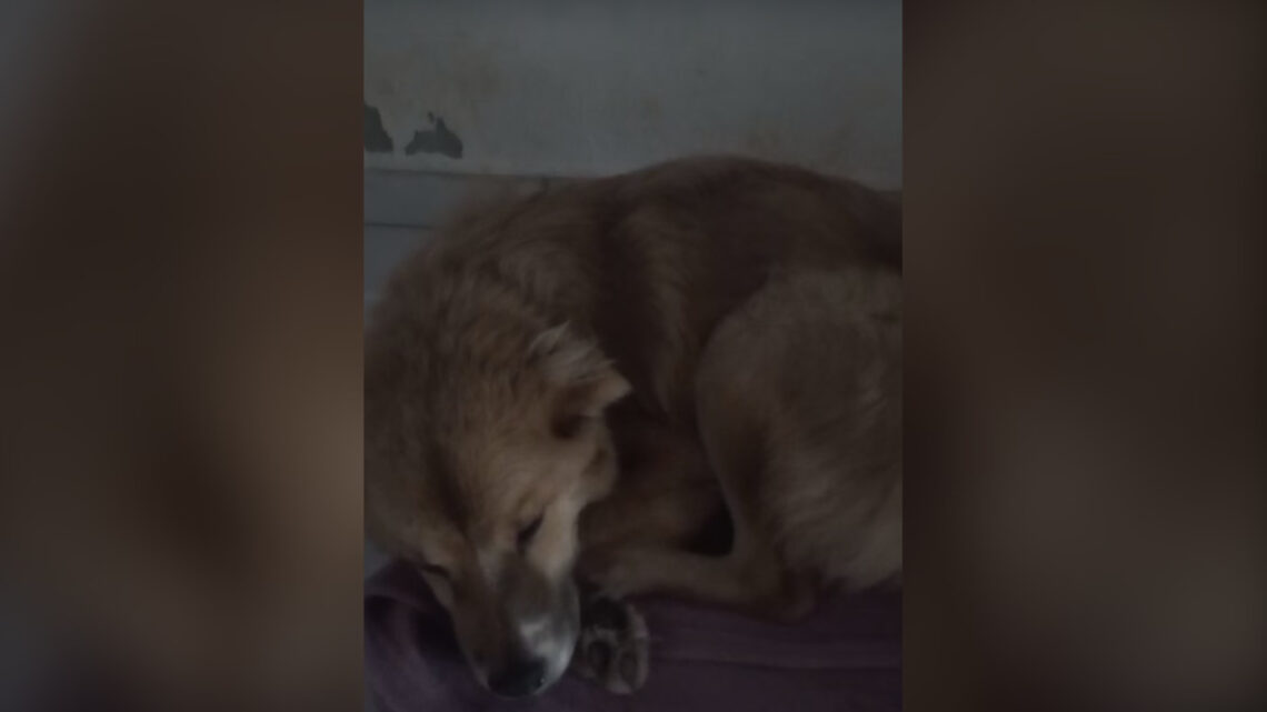 Mulher nega tratamento a cão doente e é presa por maus-tratos em SC