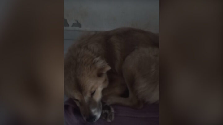 Mulher nega tratamento a cão doente e é presa por maus-tratos em SC